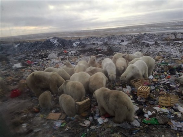 俄羅斯逾 50 隻北極熊被迫上岸「搵食」 全球暖化致生態改變