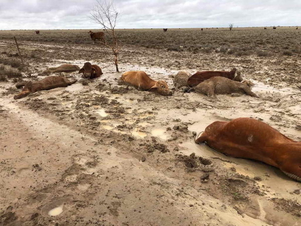 旱災後再遇暴雨！昆士蘭 50 萬頭牛挨過旱災卻死於暴雨下