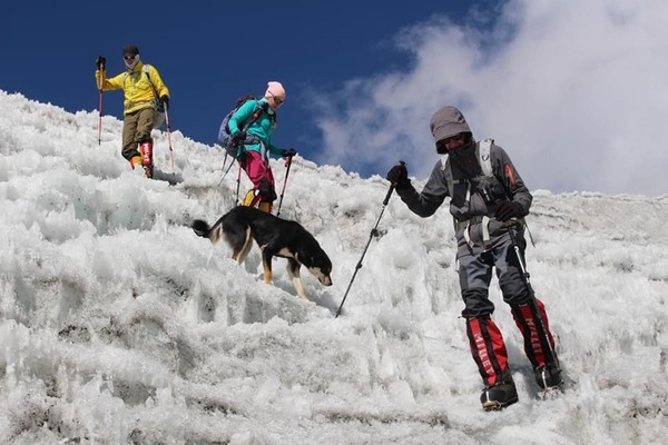 史上首隻攀上逾 7000 米高峰狗狗！流浪狗尾隨登山隊上喜馬拉雅山
