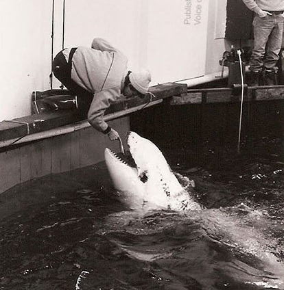 悲慘殺人鯨 Tilikum 被迫配種娛人 33 年！抑鬱早死後救無數同類