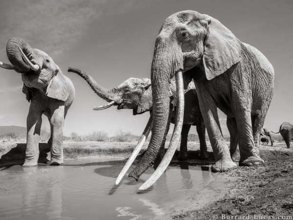 肯尼亞巨牙非洲象后最後相片曝光！英國野生動物攝影師捕獲霸氣一刻【多圖】