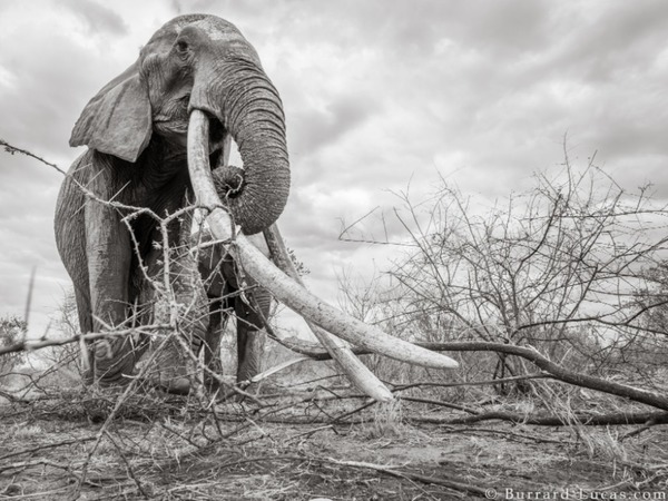 肯尼亞巨牙非洲象后最後相片曝光！英國野生動物攝影師捕獲霸氣一刻【多圖】