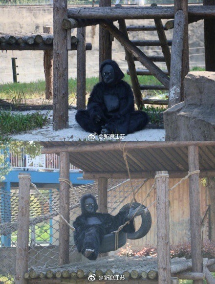 內地動物園猩猩竟由真人扮？遊客怒罵：太荒唐