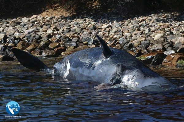 懷胎抹香鯨擱淺慘死 胃塞滿 22Kg 塑膠垃圾
