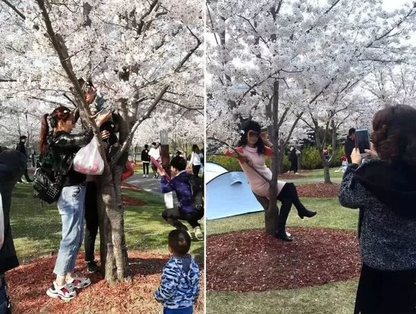 【滿地殘花】上海櫻花公園遭遇「大劫」！8 名男女同時爬上一棵樹？