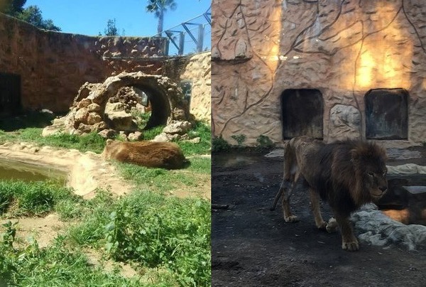 動物園廢棄 2 個月變人間煉獄！動物被困絕望等死
