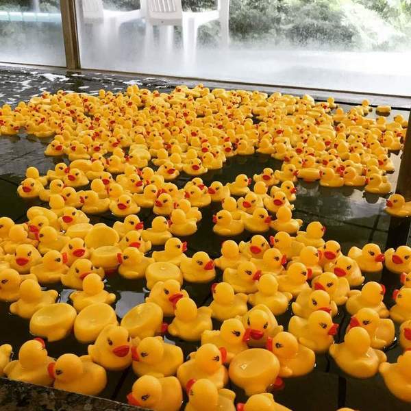 【日本風呂】黃色小鴨在男湯女湯浸浴後的下場大不同