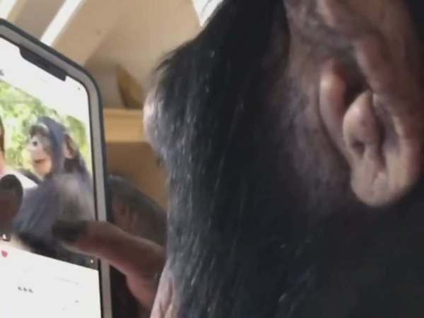 黑猩猩玩 Instagram 影片瘋傳　操作純熟似真人