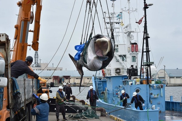 日本重啟商業捕鯨稱數量克制  首天殺兩條小鬚鯨