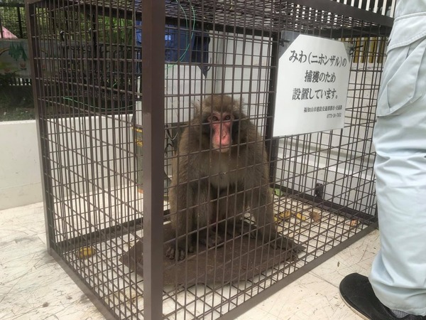 日本「野豬騎士」馬騮逃走 9 日後尋回！動物園園長：牠在反省中