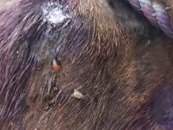 希臘驢仔全日無停手？被迫日載客晚載垃圾 