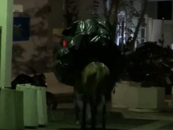 希臘驢仔全日無停手？被迫日載客晚載垃圾 