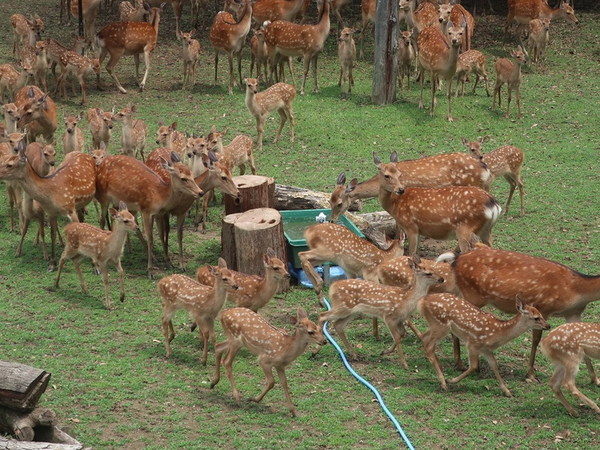 日本奈良鹿 3 個月內死 14 隻！愈半胃內有膠袋最重 4.3 公斤