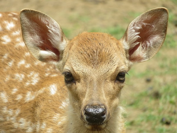 日本奈良鹿 3 個月內死 14 隻！愈半胃內有膠袋最重 4.3 公斤