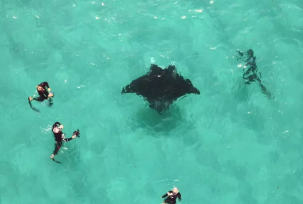 魔鬼魚主動接近向潛水員求救！網民：見過最美好的事