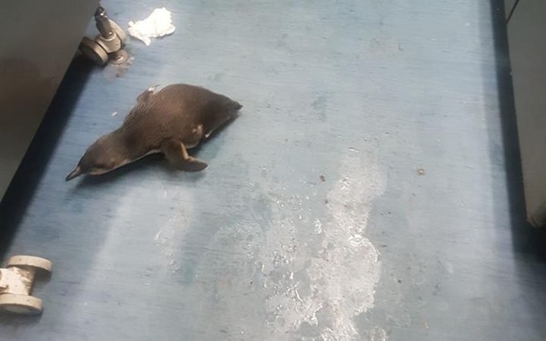 兩企鵝闖紐西蘭壽司店  偷魚兼築愛巢被「拘捕」