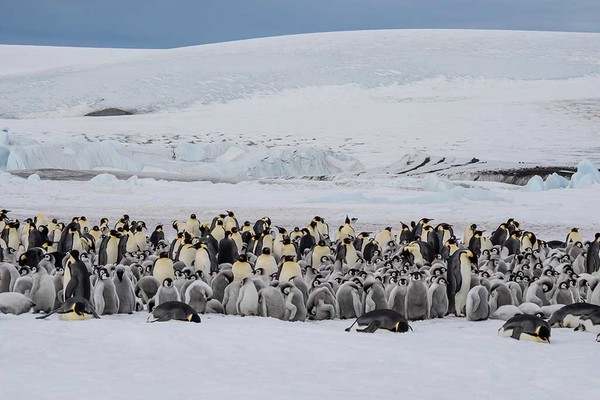 【達人傳授】超萌南極皇帝企鵝拍攝心得