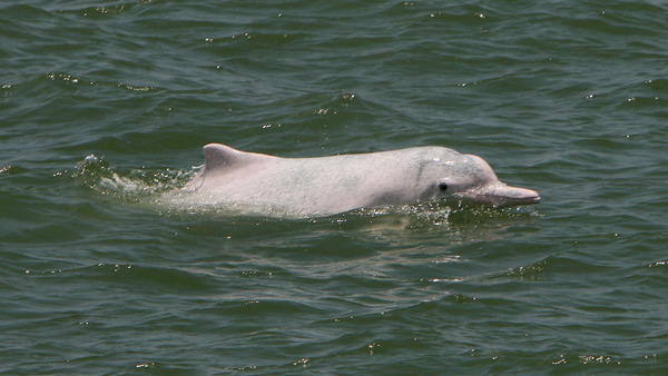 漁護署公布中華白海豚數量創新低  大嶼山水域僅餘 32 條