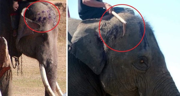 泰國大象被殘忍虐待照片瘋傳！泰國政府呼籲抵制「騎大象」