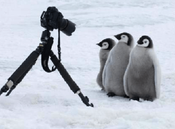 企鵝對人類零戒心？走近觀察相機攝影師