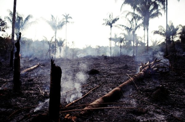 亞馬遜森林大火是世界末日徵兆？年內至今逾 7 萬宗火災 