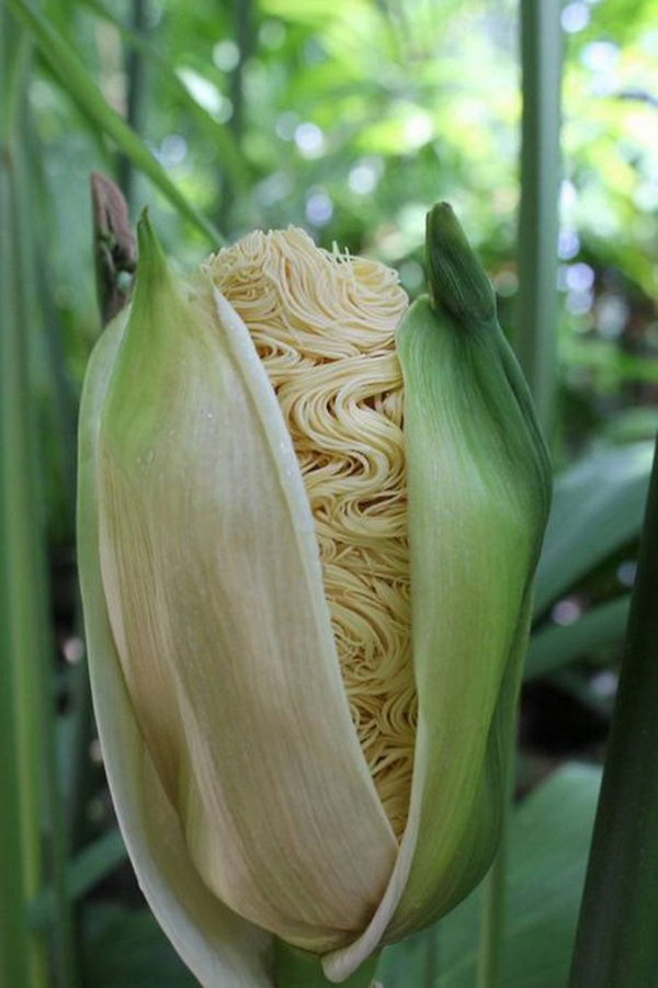 日本瘋傳「拉麵植物」 枯萎後似煮熟拉麵撒滿一地