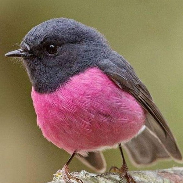 【Twitter 瘋傳】澳洲知更鳥 Pink Robin 超可愛！全因粉紅色肚腩仔