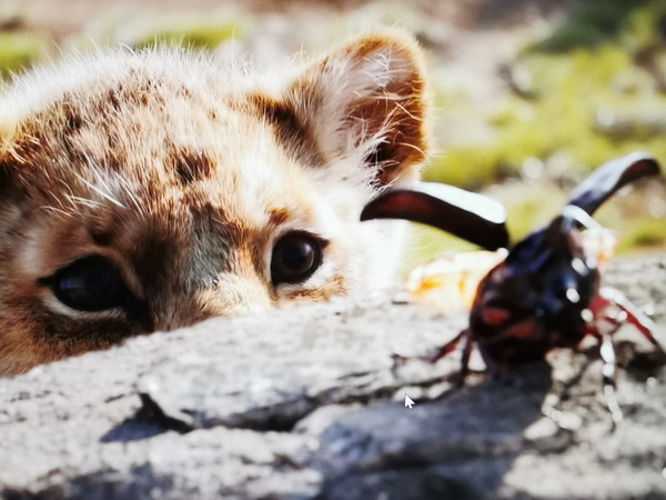 哥德式建築設計 Avita Admiror    輕薄藝術潮作！