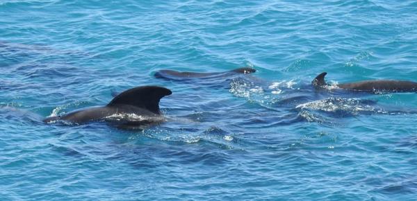日本太地捕豚獵殺影片曝光 海豚被殺前聚在海中絕望道別