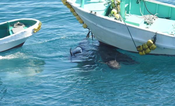 日本太地捕豚獵殺影片曝光 海豚被殺前聚在海中絕望道別