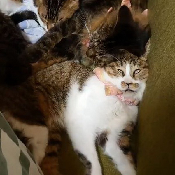 網上瘋傳貓星人睡相醜態 貓咪睡到反白眼