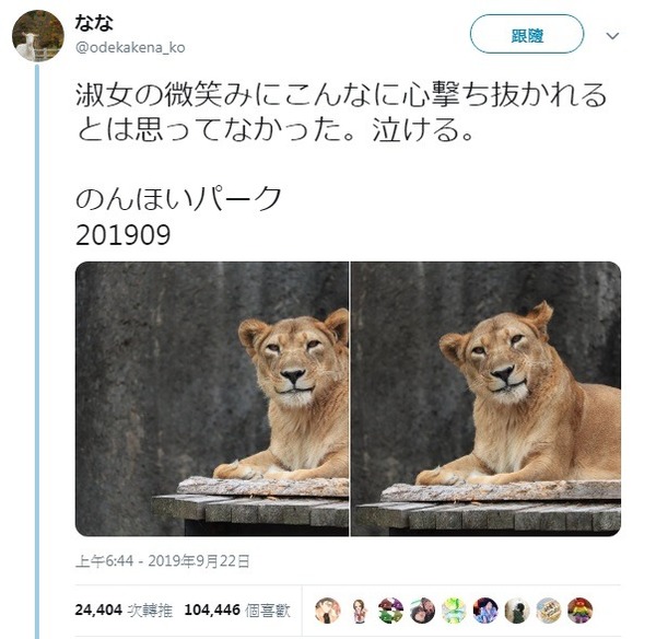 日本動物園出現「最美獅子」！母獅優雅微笑獲瘋讚「好美」
