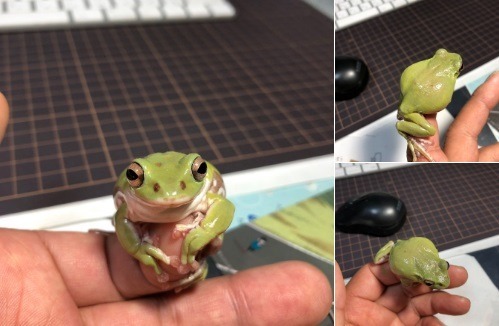 「青蛙咬耳仔」耳環爆紅！盞鬼像真飾物引起熱議