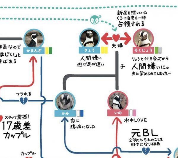 2020 年京都水族館企鵝關係圖更新！感情瓜葛比肥皂劇更複雜