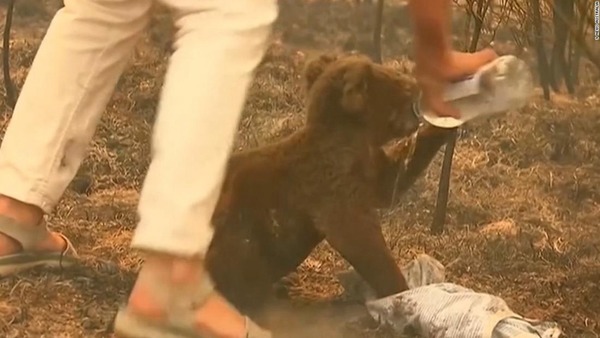 澳洲山林大火持續 女子脫衣包裹樹熊逃出火海