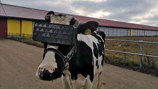 乳牛戴 VR 眼鏡？科學家稱可提高牛奶產量