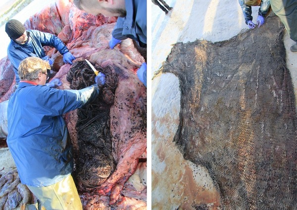 抹香鯨擱淺死亡  解剖發現胃塞滿 100kg 海洋垃圾【悲慘】