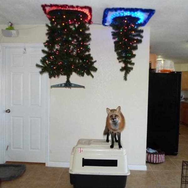 避免寵物破壞家中聖誕樹  網民盡出創意奇招【多圖】