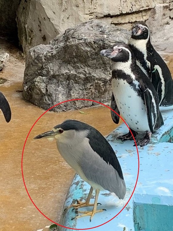 鹿兒島動物園發現騙子？夜鷺扮企鵝入企鵝園內「呃飲呃食」