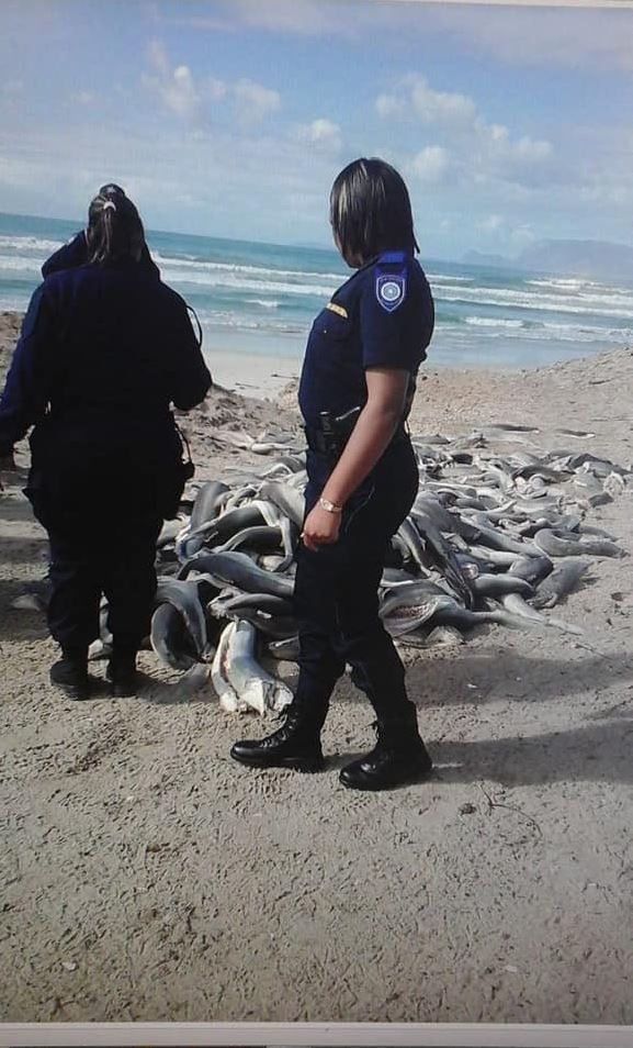 【魚翅黑市場】過百隻「無頭幼鯊」伏屍沙灘 頭尾背鰭均被切去