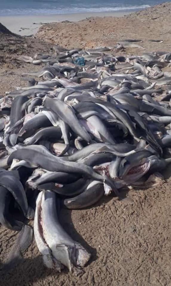 【魚翅黑市場】過百隻「無頭幼鯊」伏屍沙灘 頭尾背鰭均被切去