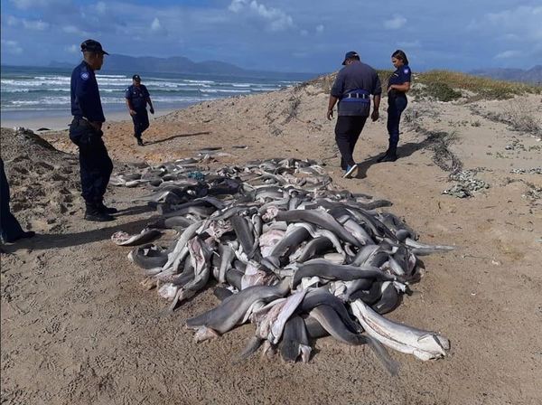 【魚翅黑市場】過百隻「無頭幼鯊」伏屍沙灘 頭尾背鰭均被切去