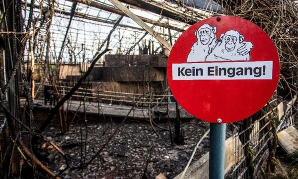 德國動物園大火！疑放孔明燈逾 30 動物慘被燒死