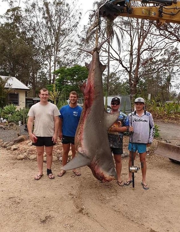 漁民捕 2 米長鯊魚  劏肚驚見 9 條幼鯊惹熱論
