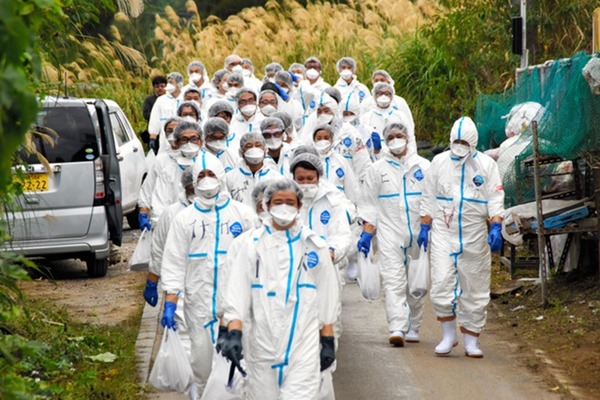 日本沖繩爆發豬瘟 名物「阿古豬」遭撲殺