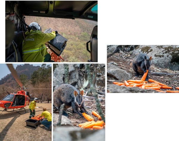 澳洲山火令小動物斷糧！政府空投紅蘿蔔助渡過難關