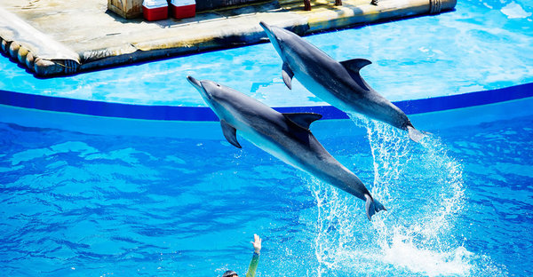 海洋公園 106 億「去舊迎新」！滑浪飛船＋海豚表演齊齊告別