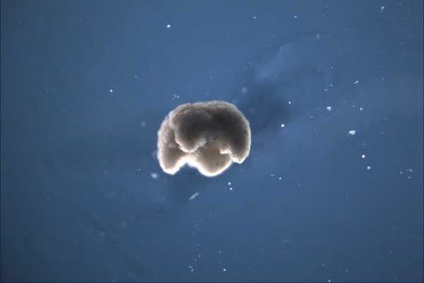 人類史上首例！美國科學家用青蛙幹細胞製「活體」微型機械人
