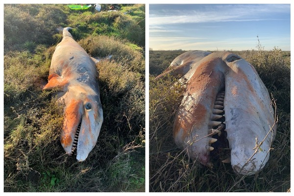 殺人鯨英國擱淺死亡  胃內塞滿塑膠垃圾