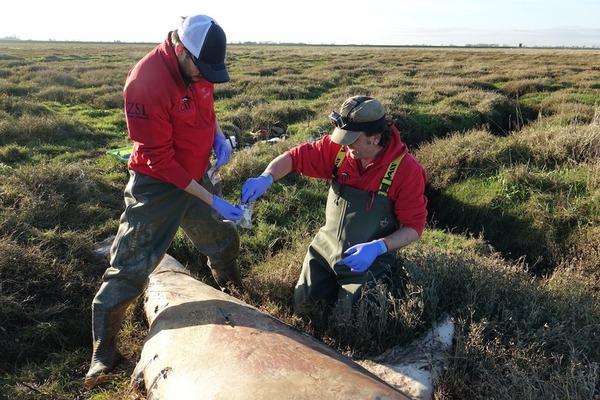 殺人鯨英國擱淺死亡  胃內塞滿塑膠垃圾